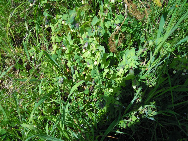 Cerinthe major